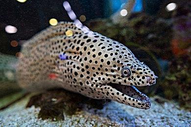 虚幻5打造拟真摄影观光游戏《模拟美景摄影》新预告