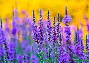 《闪乱忍忍忍者大战海王星》PC版5月11日推出